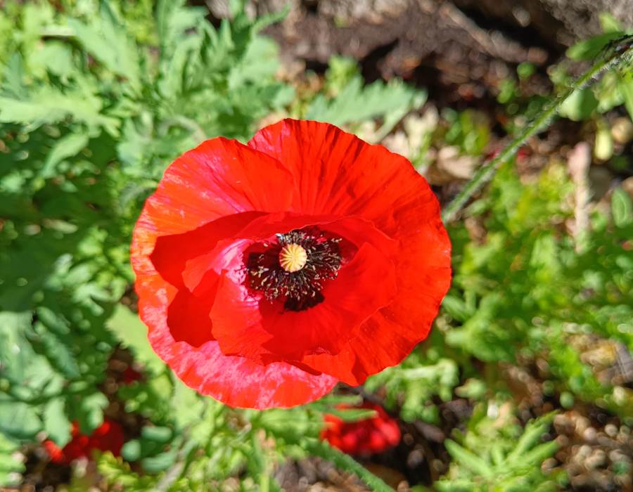 FLEUR 1-min