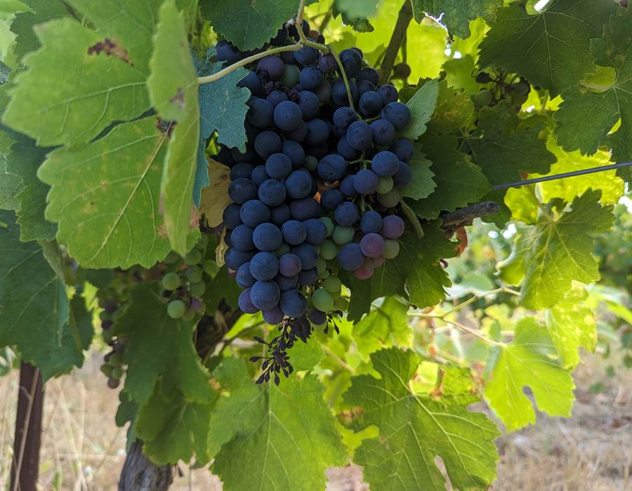 Syrah