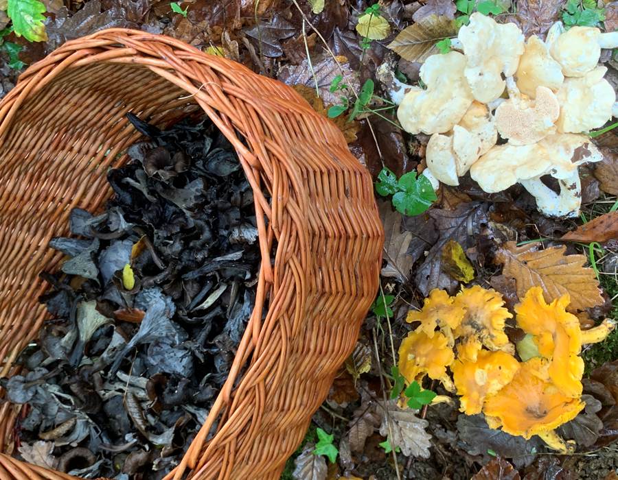 cueillette-champignons-morvan
