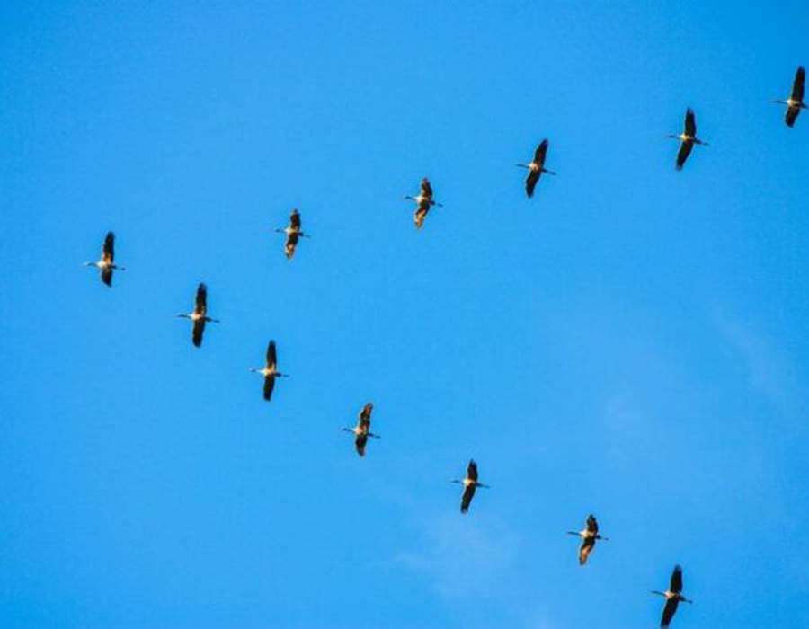 guide-nature-observation-oiseaux-morvan