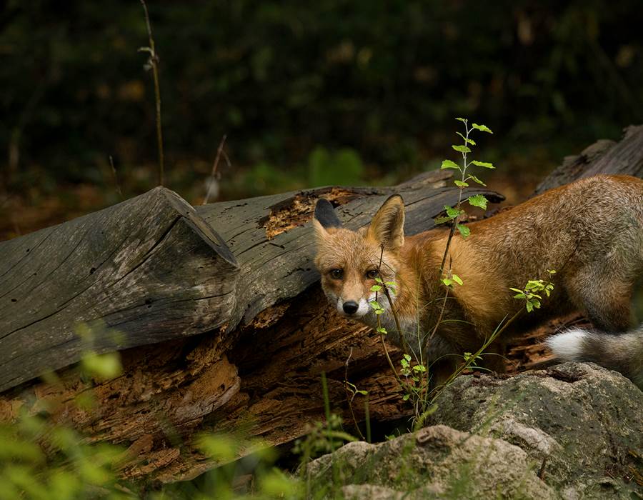 La visite guidée du refuge