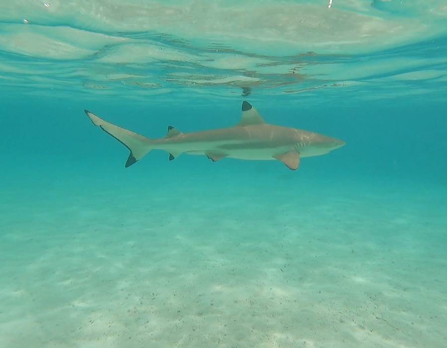 Pointe noir du lagon Eloa Tahiti