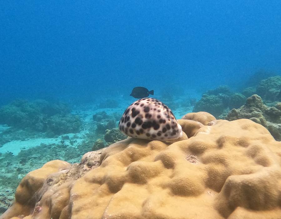 coquillage Eloa Tahiti