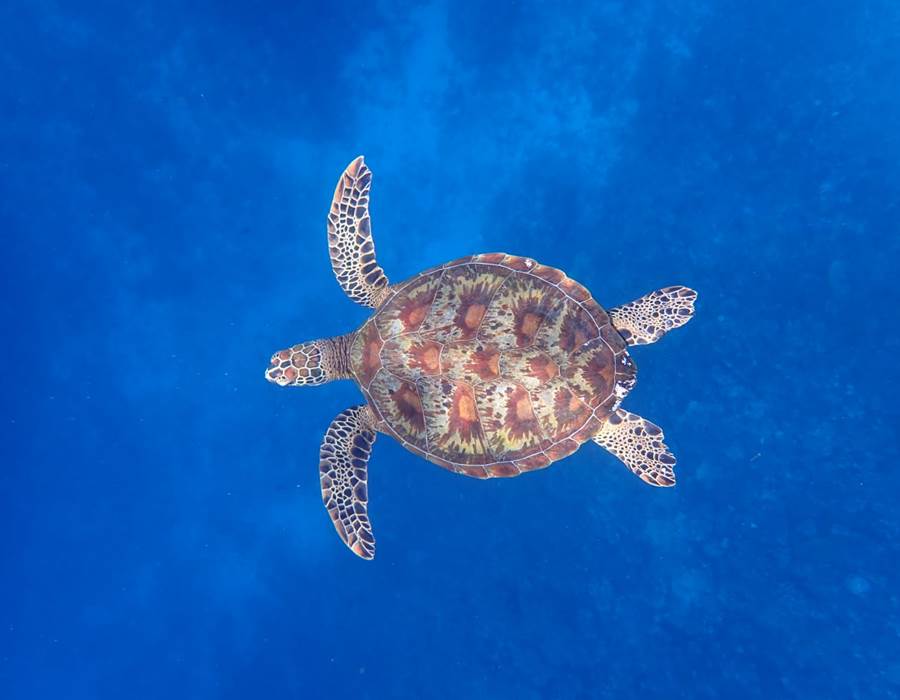 tortue d'ocean Eloa Tahiti