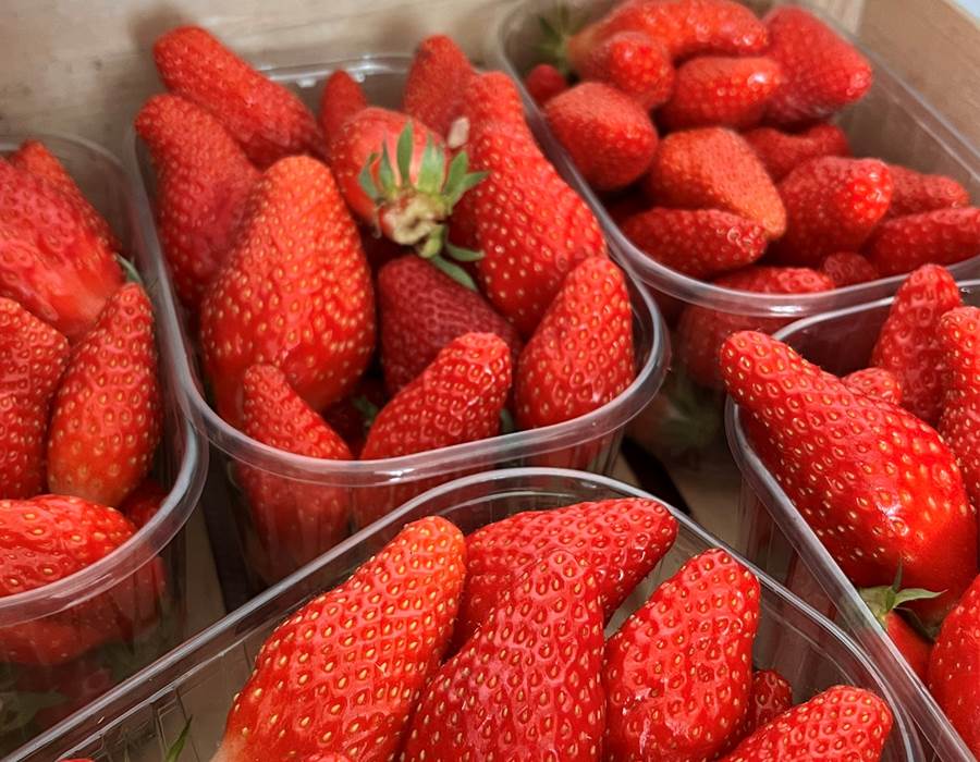 fraises