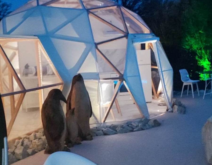 Lodge Igloo terrasse