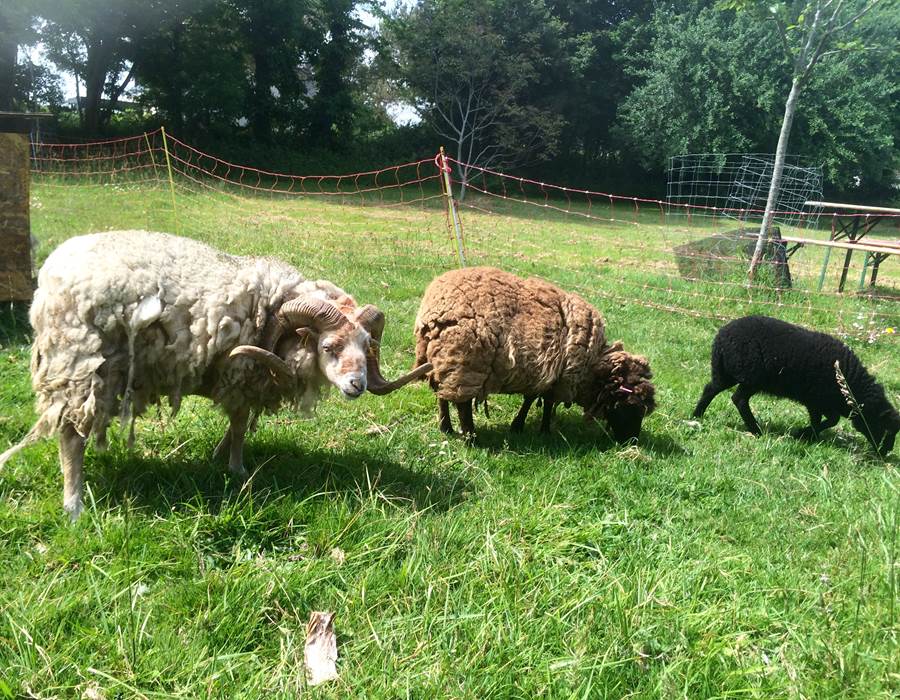 les animaux des logis de Kerdrien