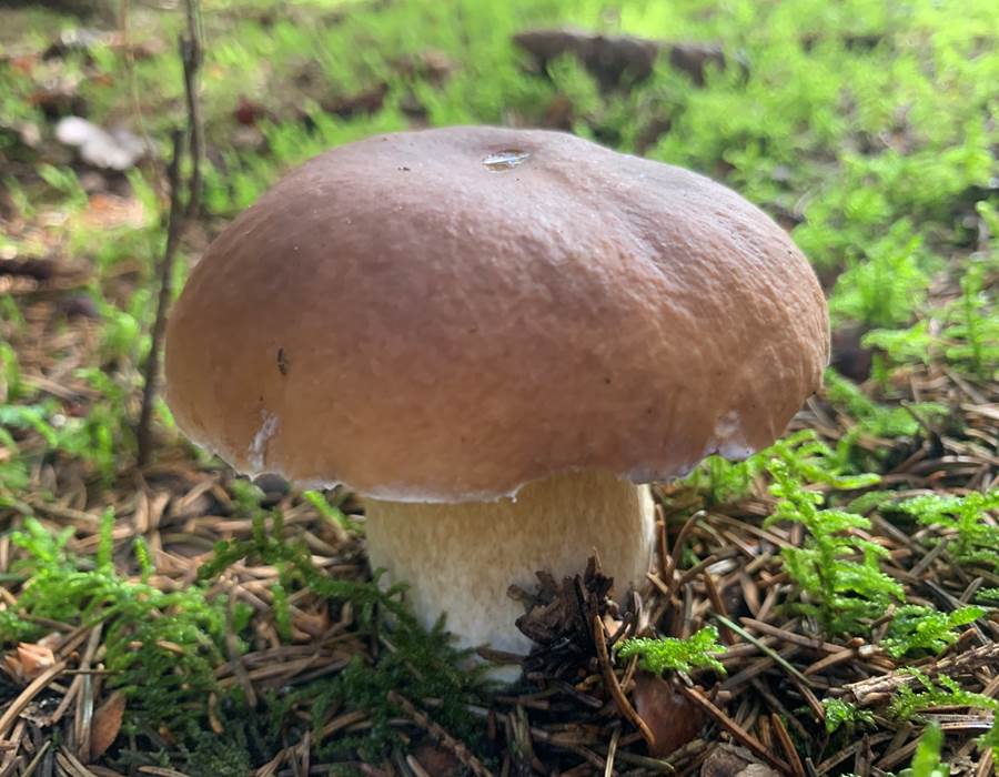 sejour-champignons-bourgogne