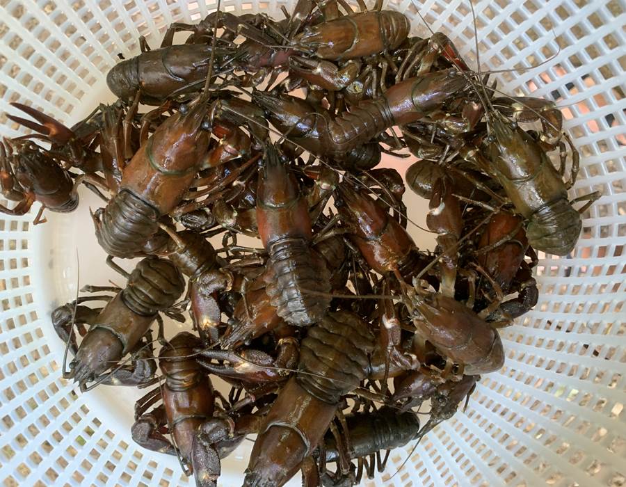 sejour-nature-peche-ecrevisses-bourgogne