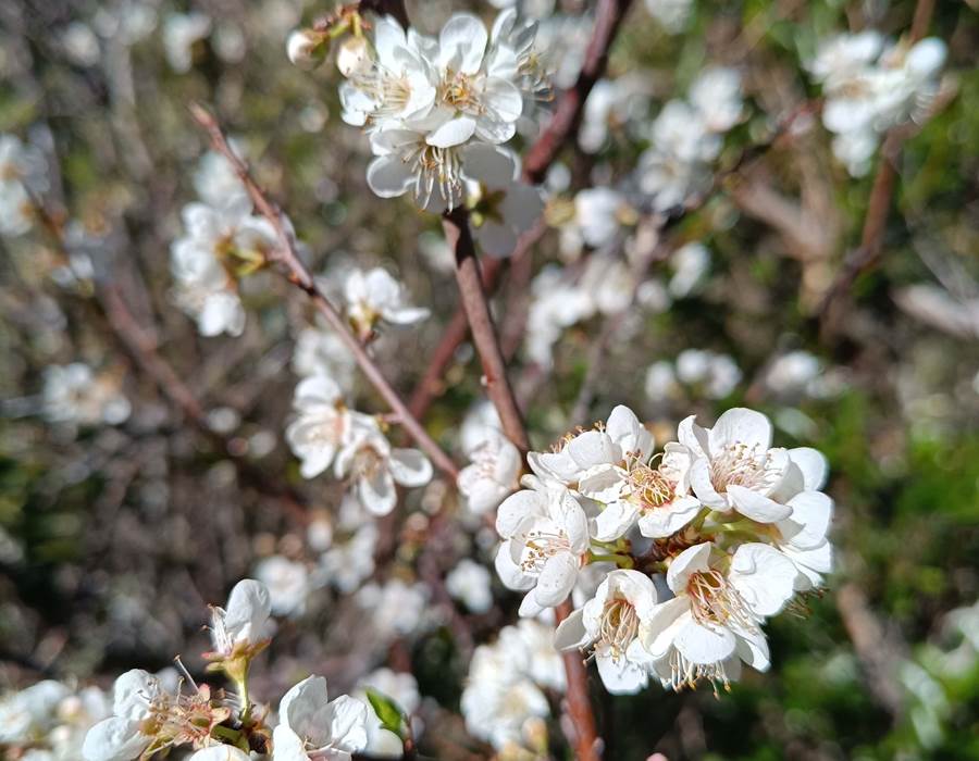 FLEUR-min