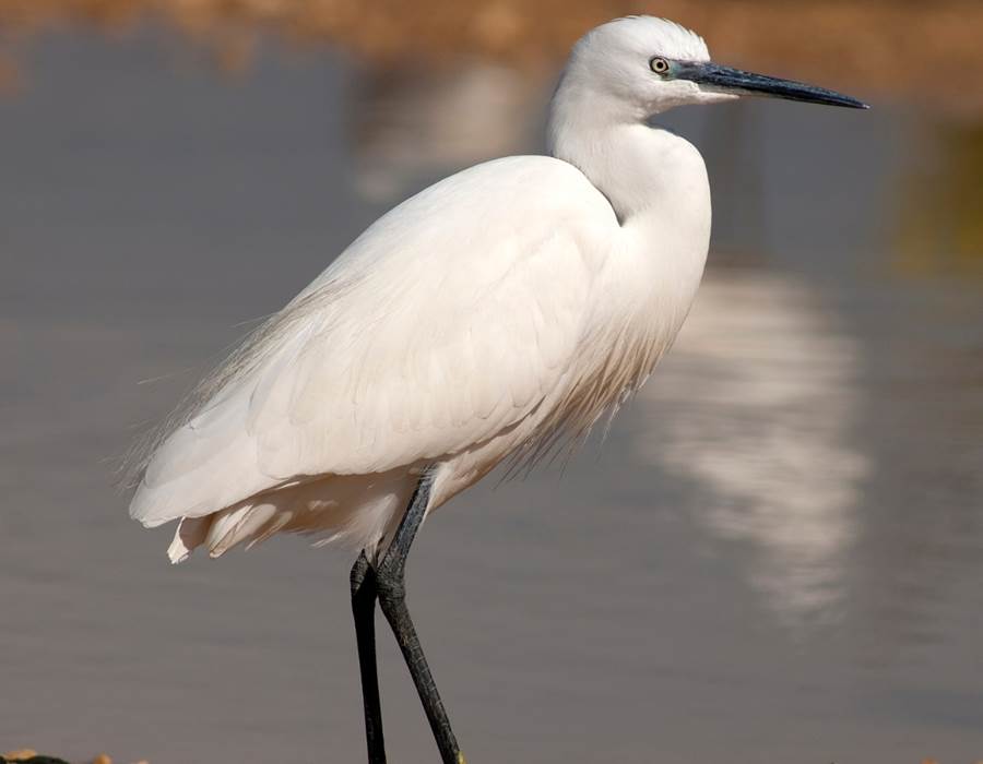Oiseau : Aigrette garzette