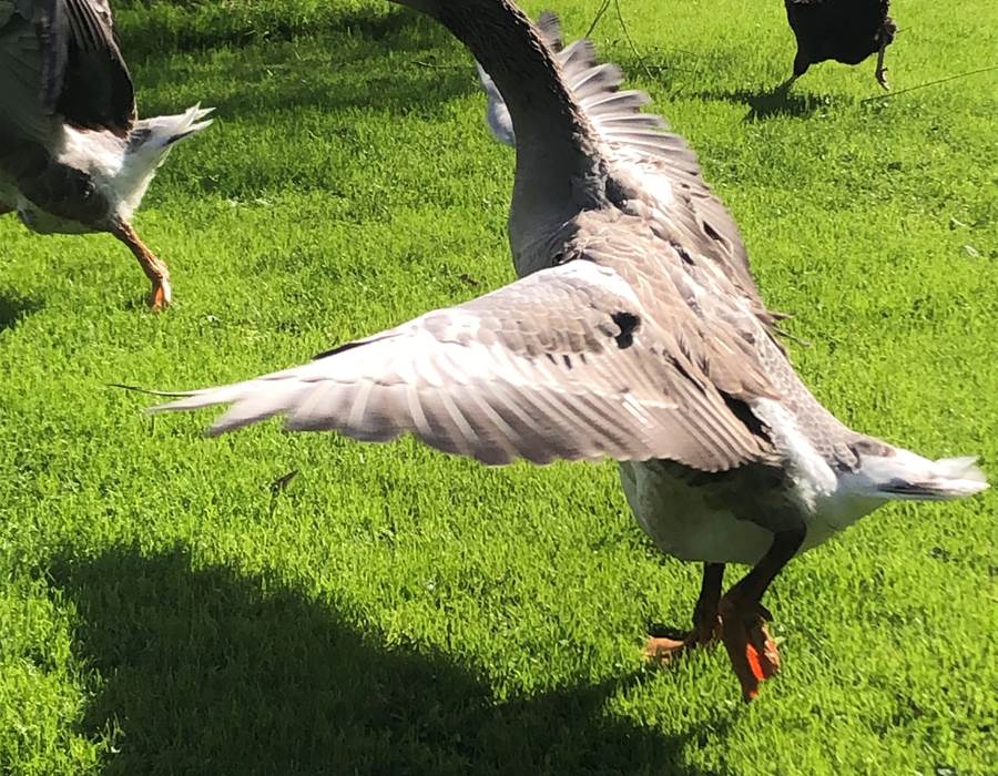 Gédéon et Sidonie : le service de sécurité !