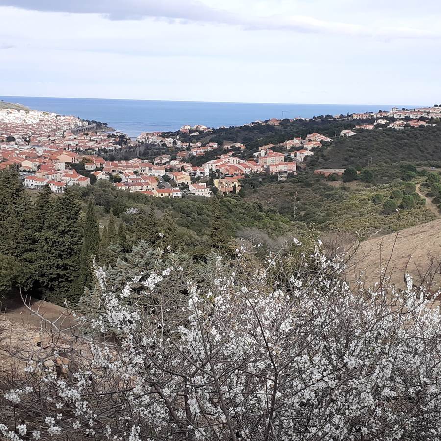vigne-banyuls
