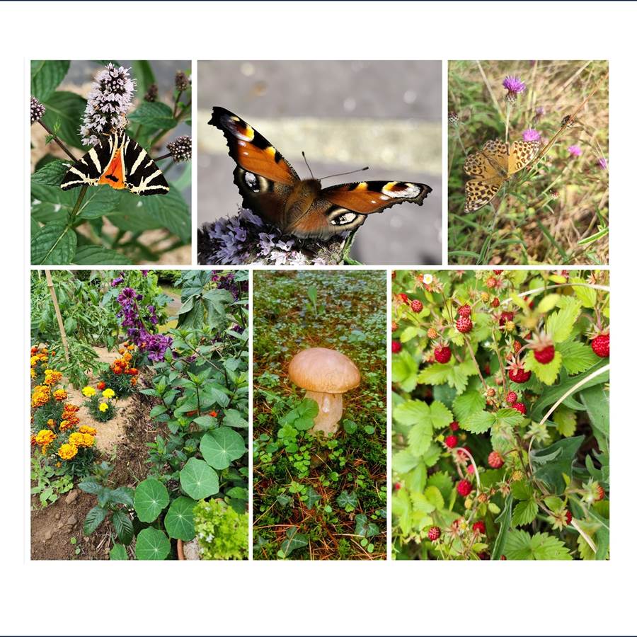 Awen_Gîte du lac_Vallée de la Rance_Bretagne_biodiversité