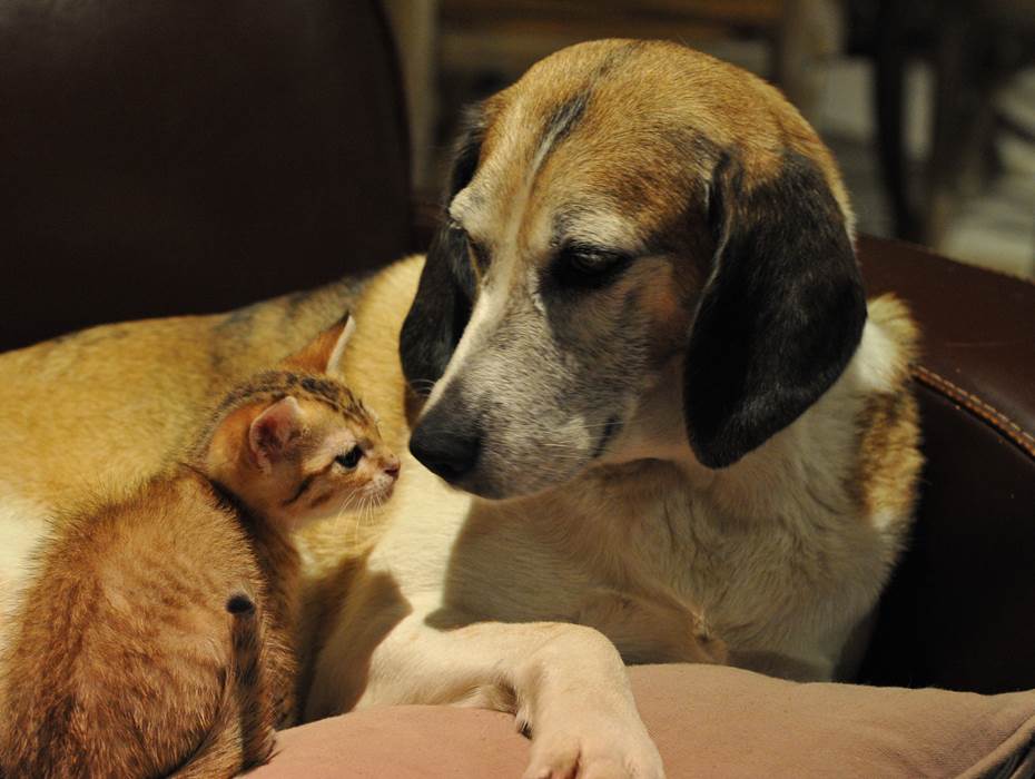 Chiens et chats acceptés