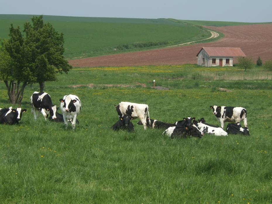 vaches au pré
