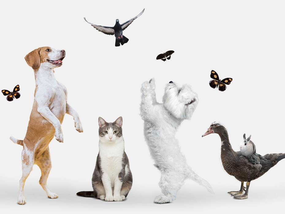 groupe-animaux-mignons-fond-blanc