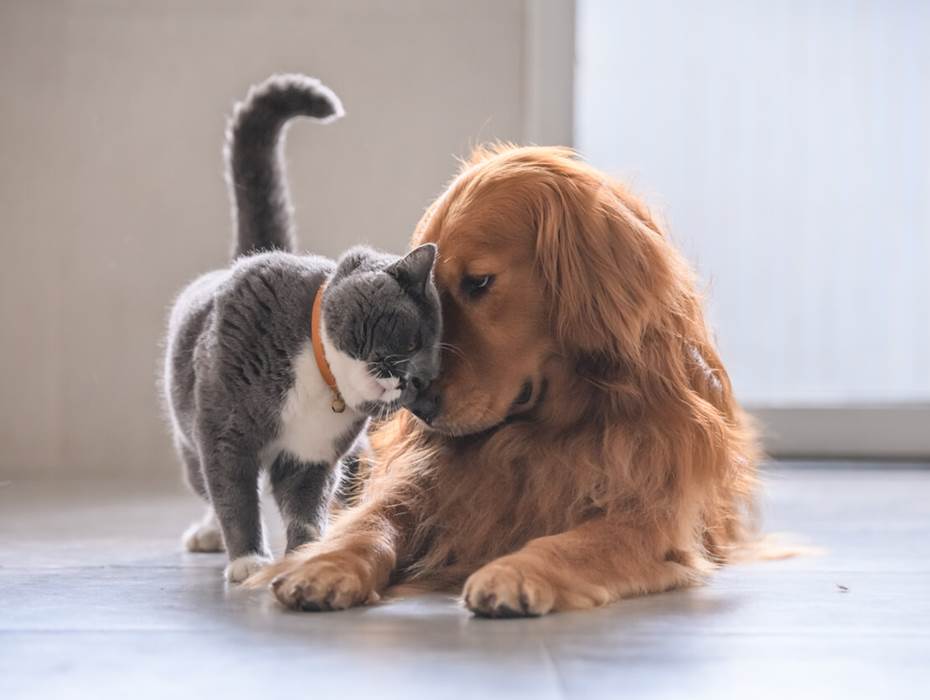 animaux-de-compagnie-et-famille