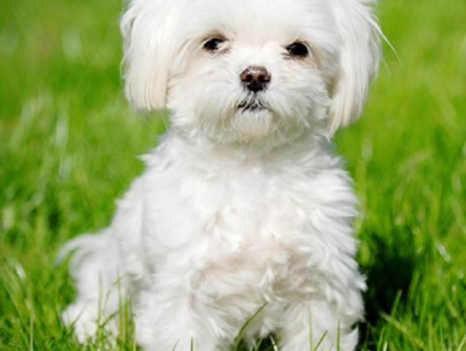 bichon-maltais-095643