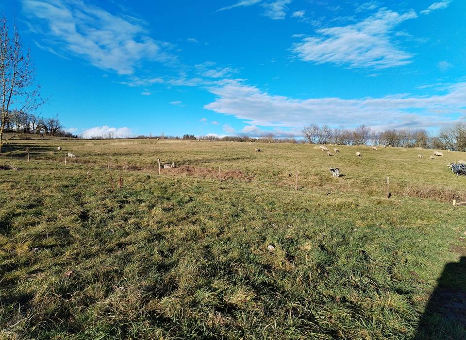 vue sur les animaux de la ferme - moutons - chèvres