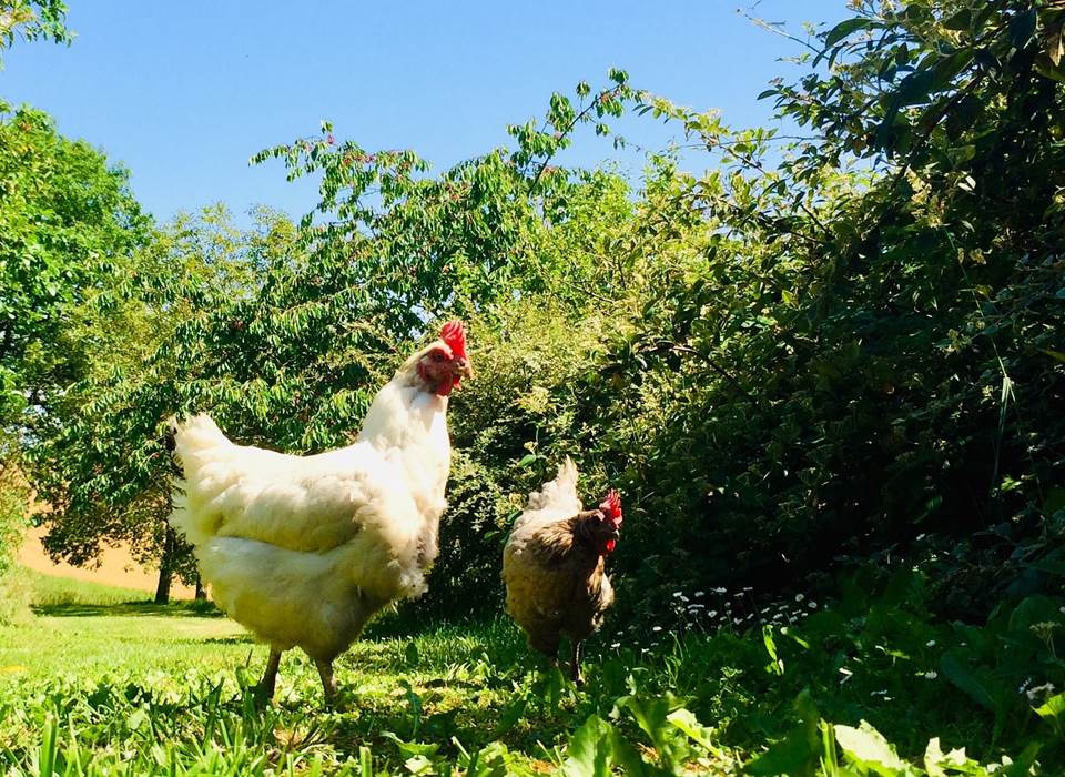 Nature et poulettes, le jardin de la Cordillière