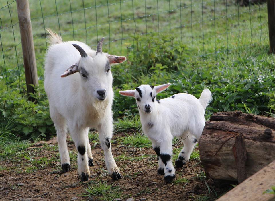 gite_groupe_sarthe_la_fleche_ferme_hameau_des_deux_ailes