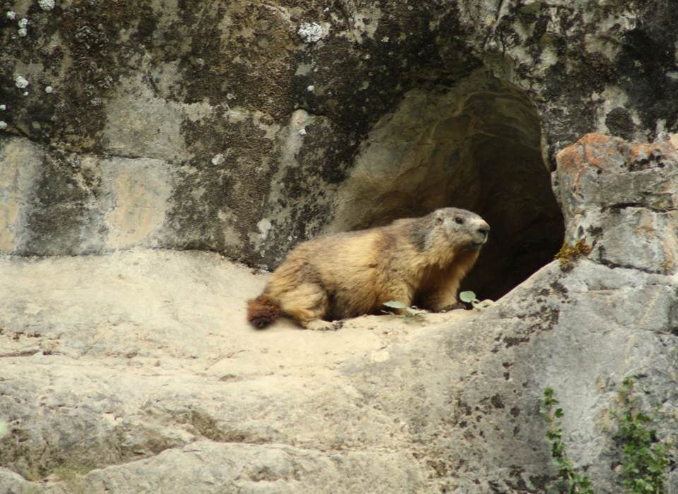 Une marmotte