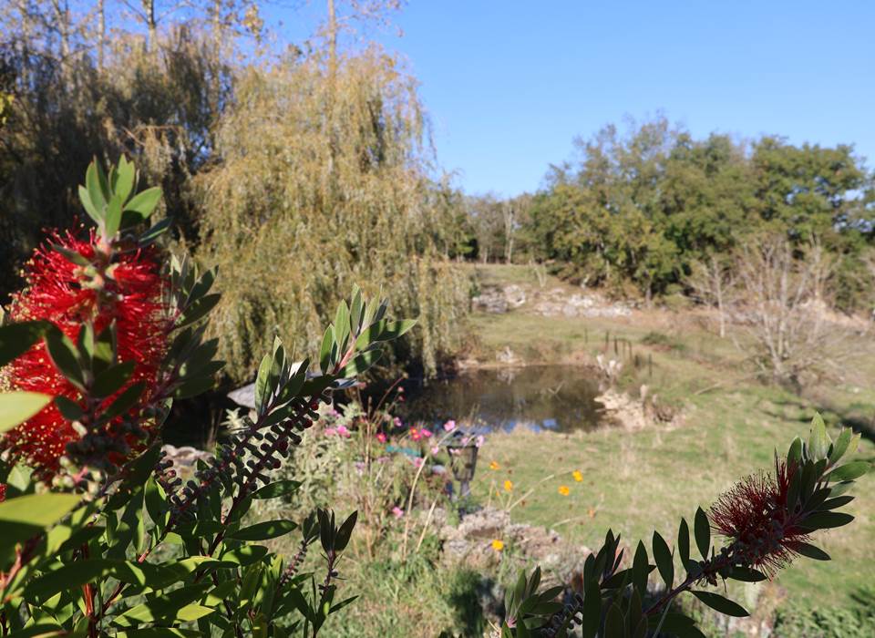 jolies fleurs étang