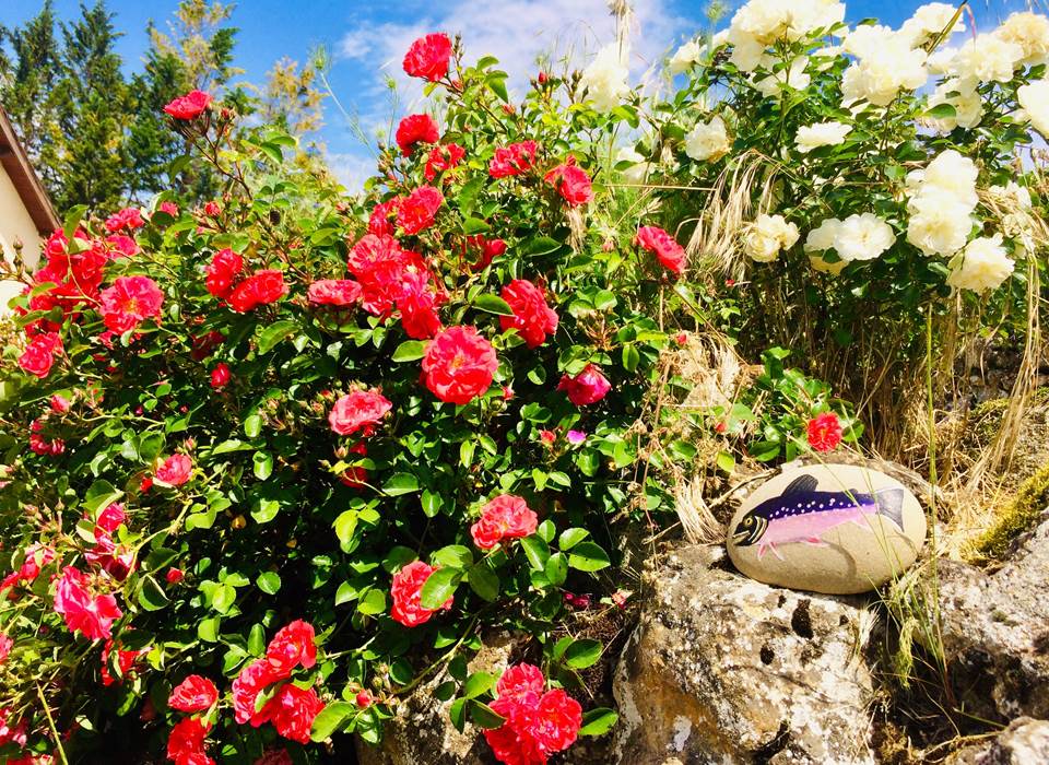 Rocaille en fleur à la Cordillière