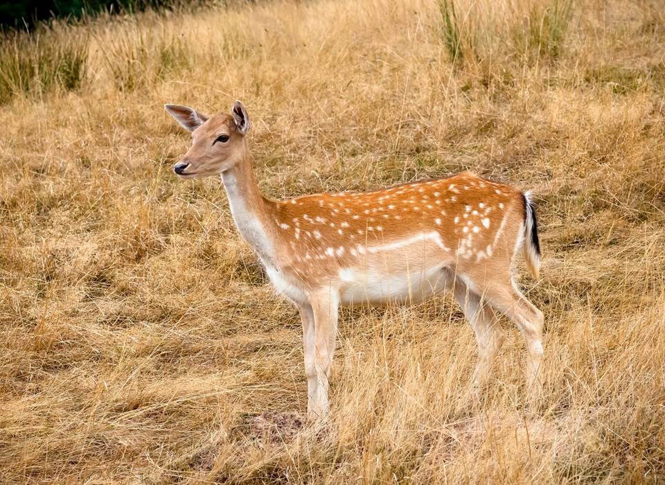 daine-parc-animalier-observation-famille-saint-hubert-gages