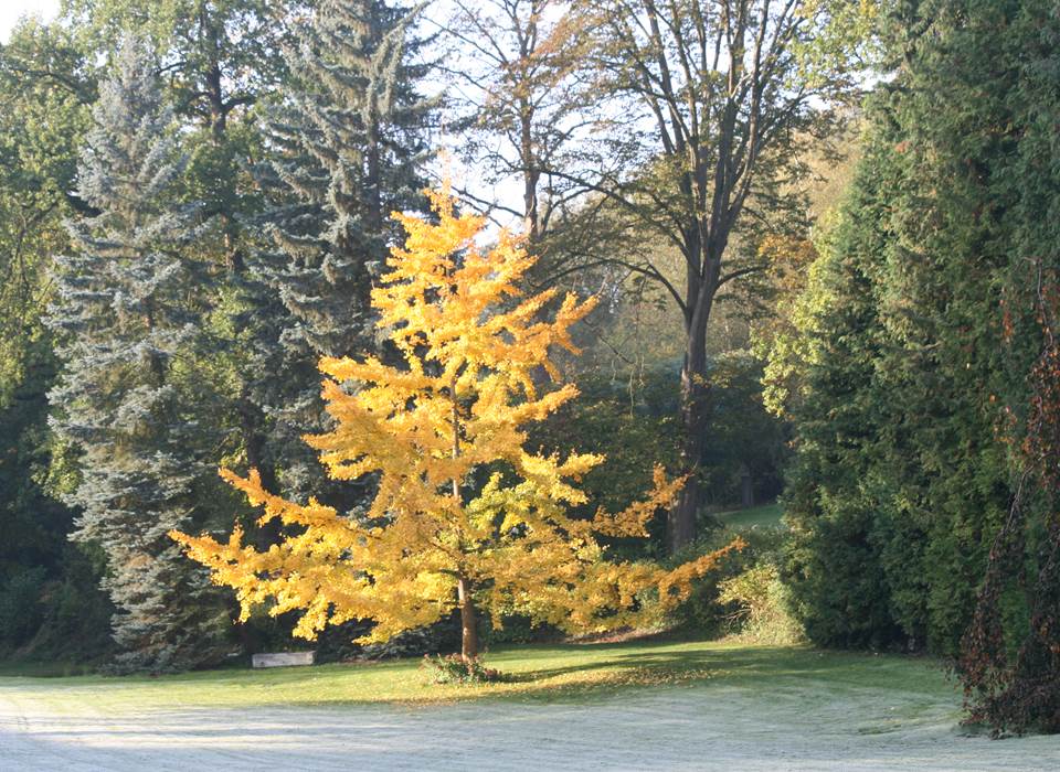 ginko automne