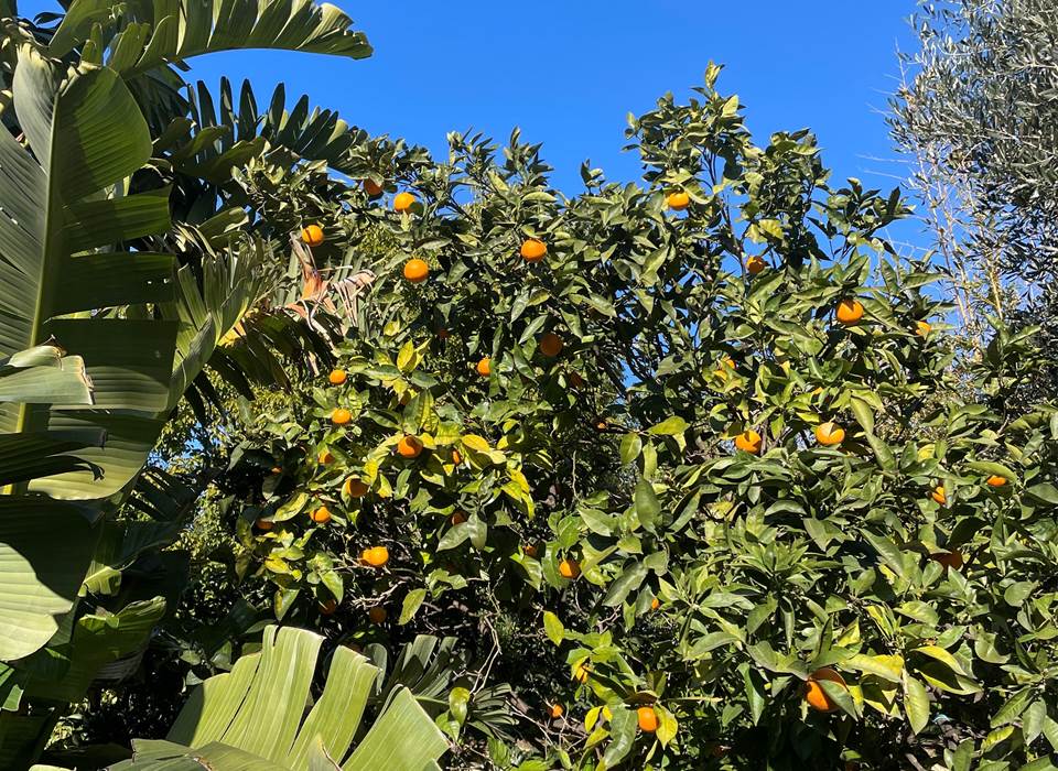 L'hiver , le ciel bleu et les oranges.du jardin