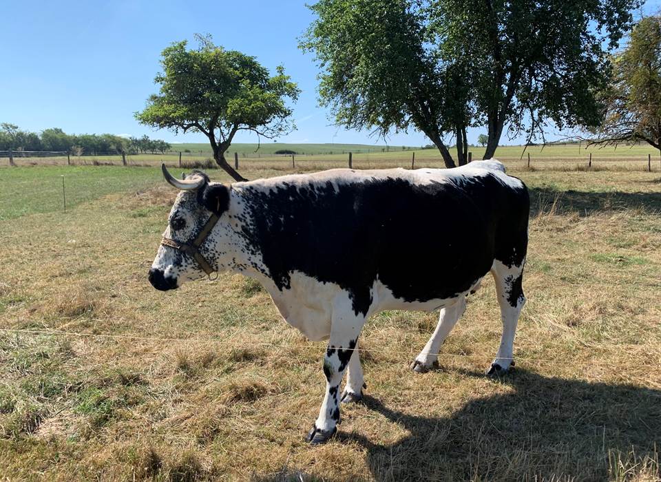vache vosgienne