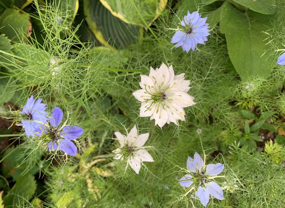 fleurs