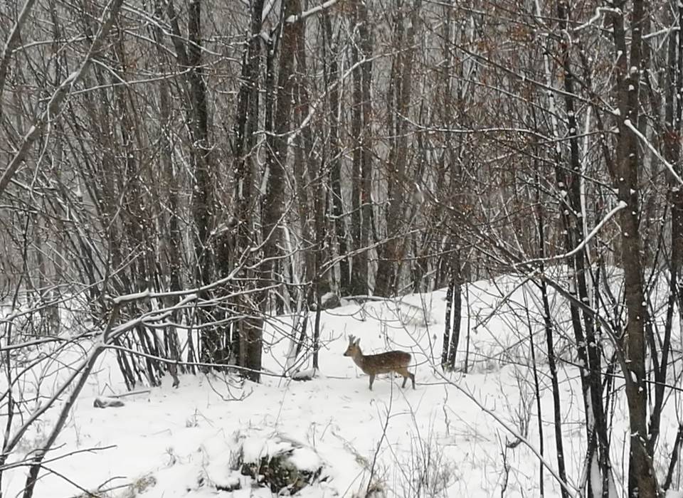 Nous habitons leur territoire - vue du chalet