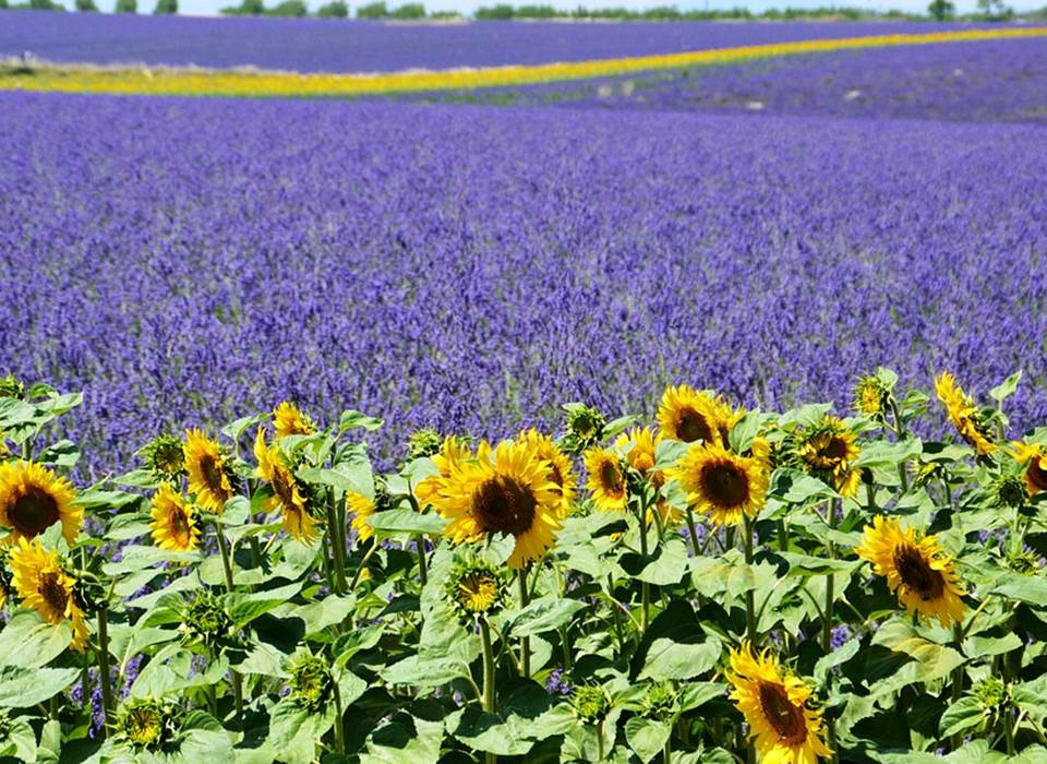 Plateau de Valensole