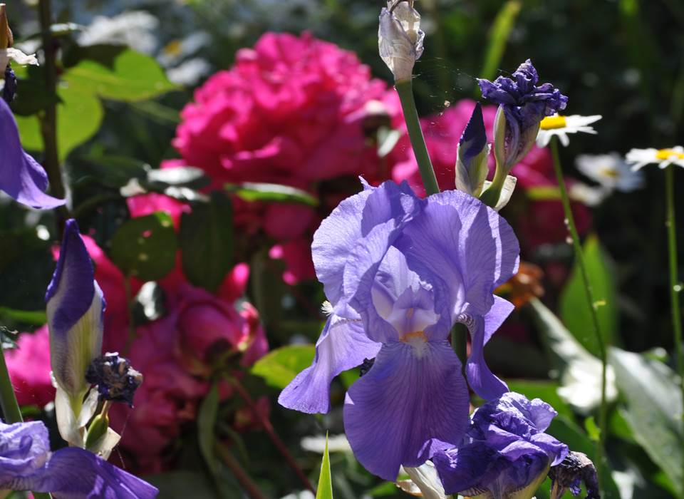 Iris et pivoines