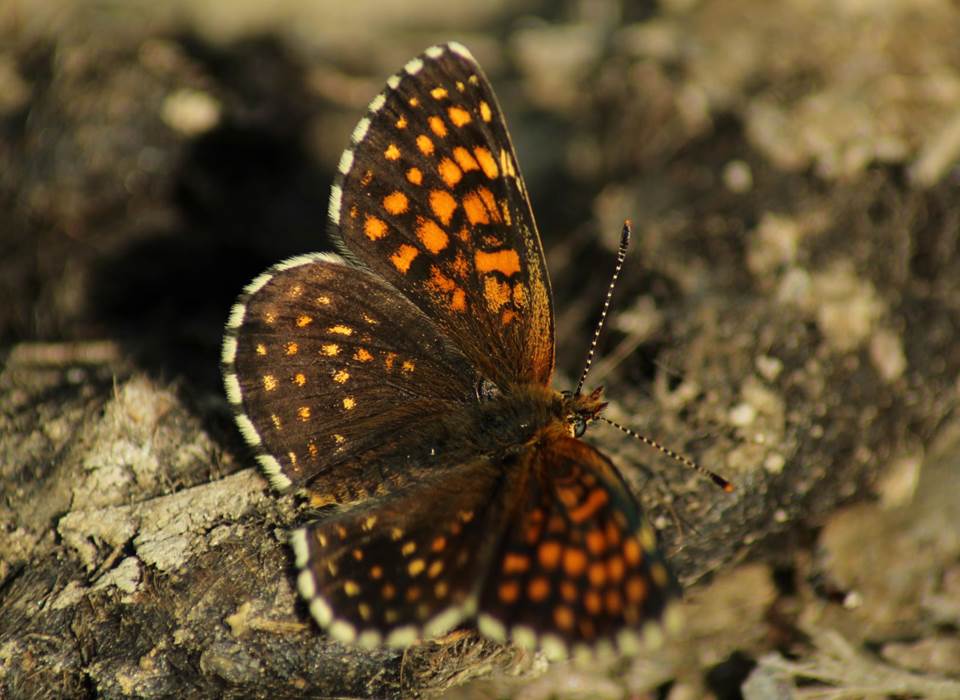 Sur le sentier des papillions à Valmeinier - Zone NATURA 2000