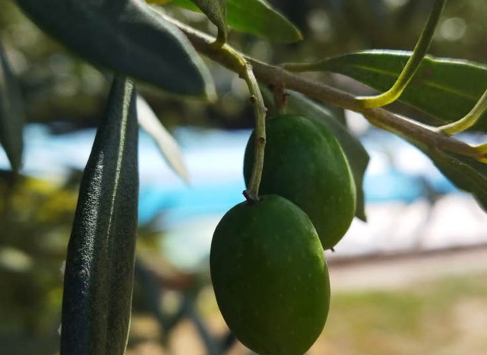 Les olives du gîte
