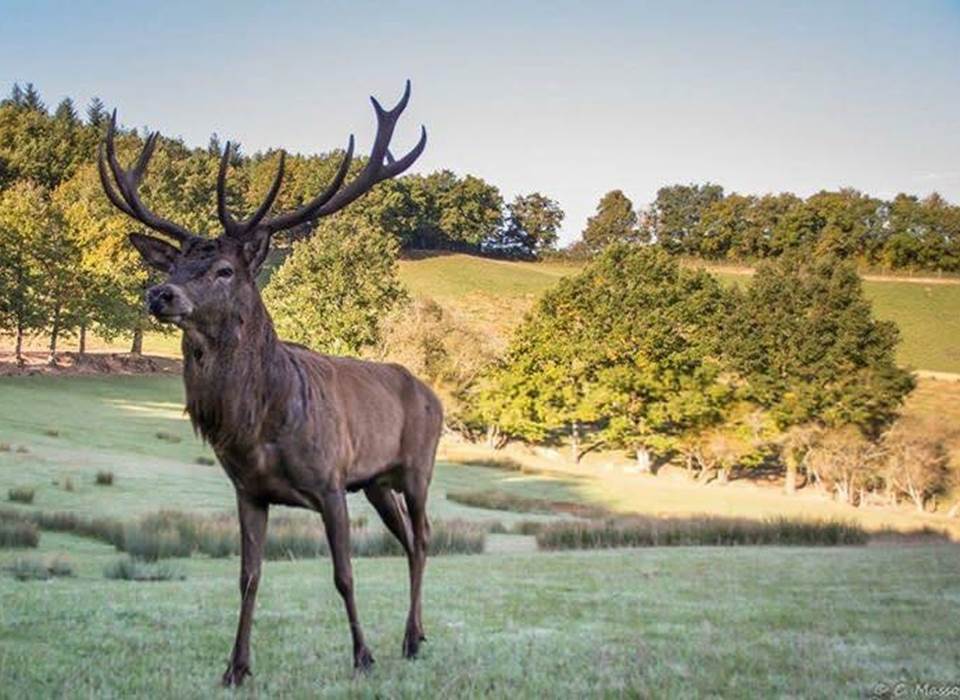 cerf-parc-animalier-famille-nature-saint-hubert-gages