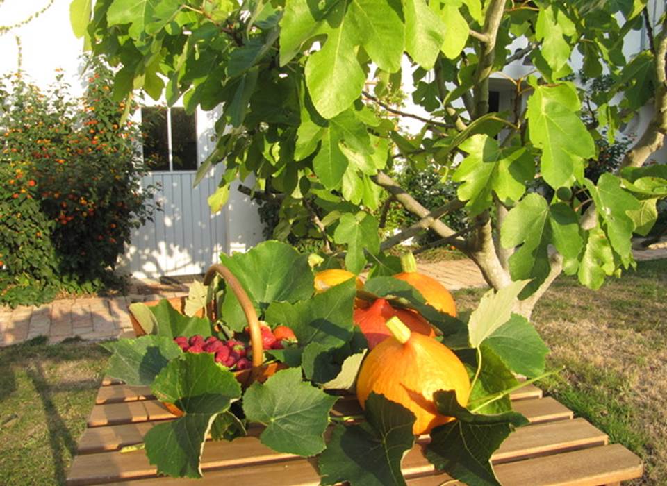 Jardin du haut