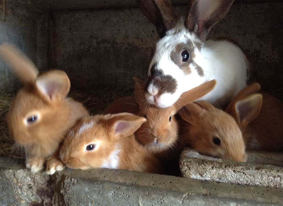 la famille lapin