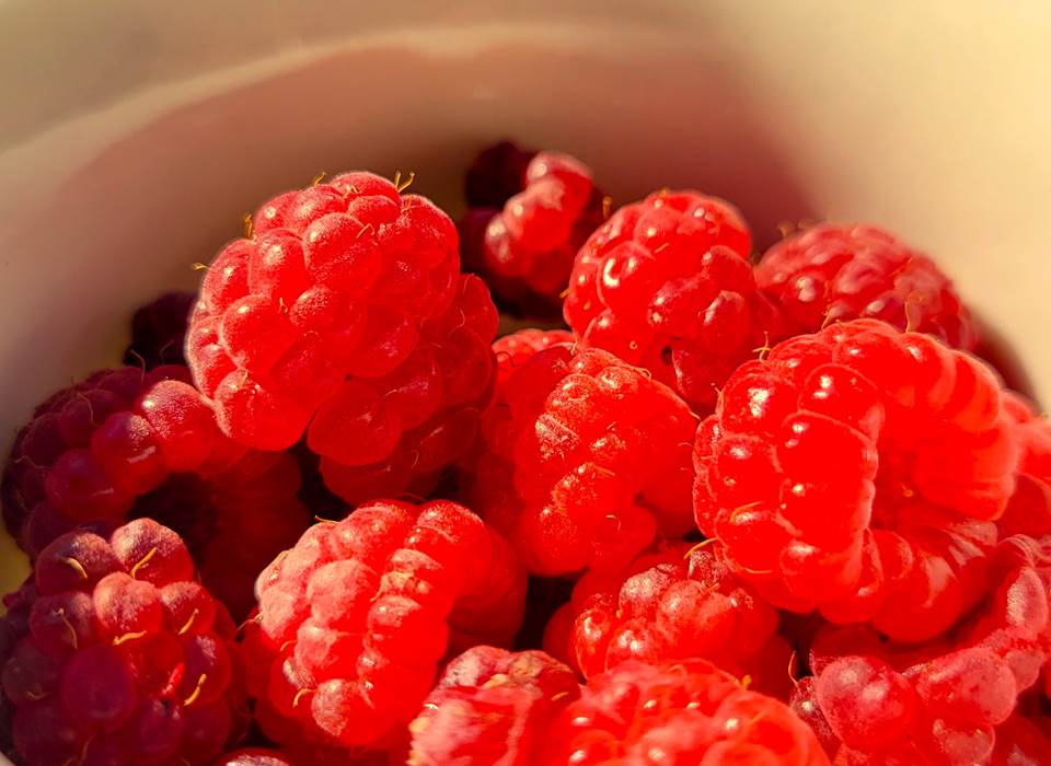 framboises du jardin