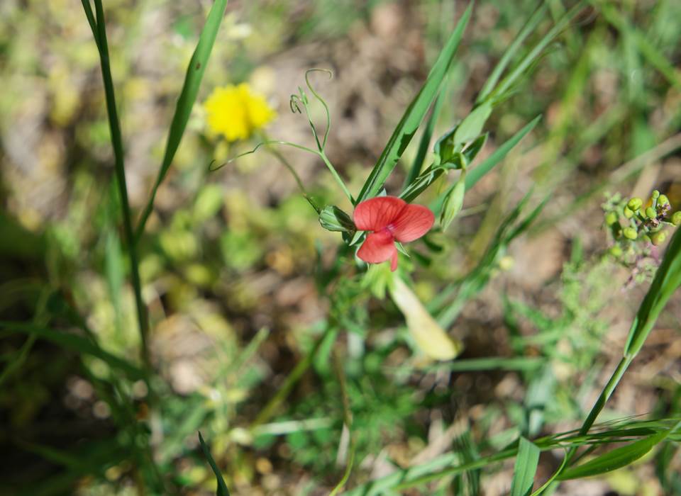 Fleur sauvage2