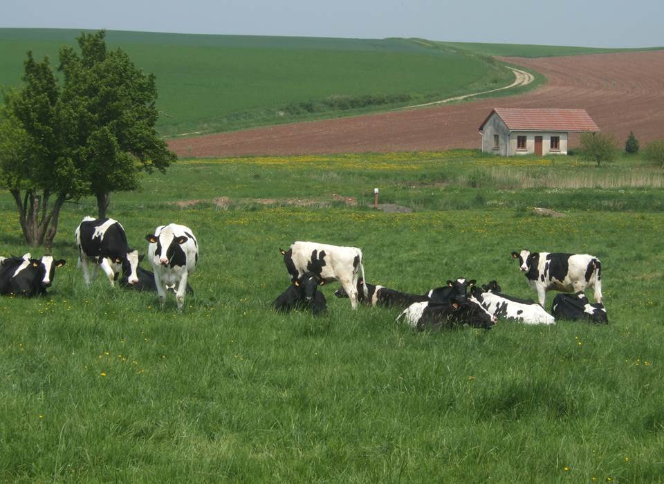 les vaches dans le pré