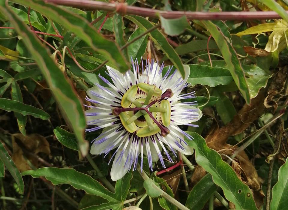 Les passiflores du jardin