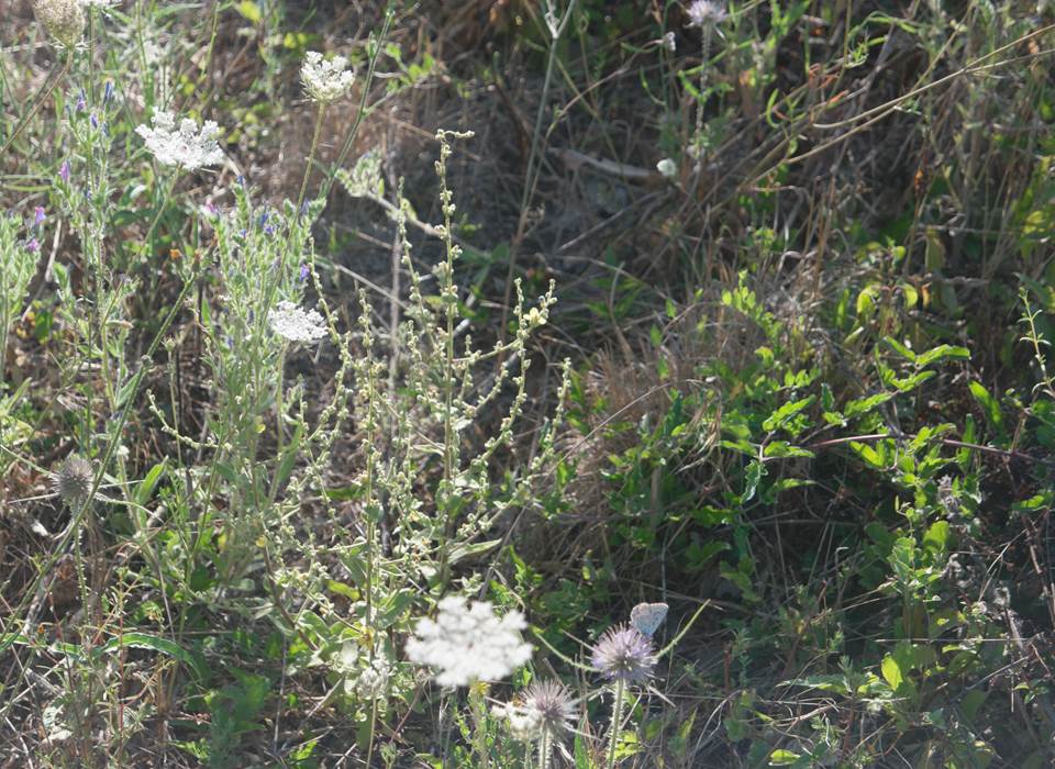 garrigue3-k