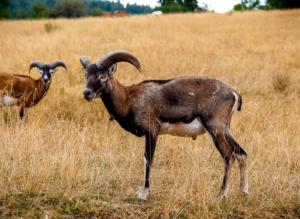 mouflon-corse-parc-animalier-nature-saint-hubert-gages