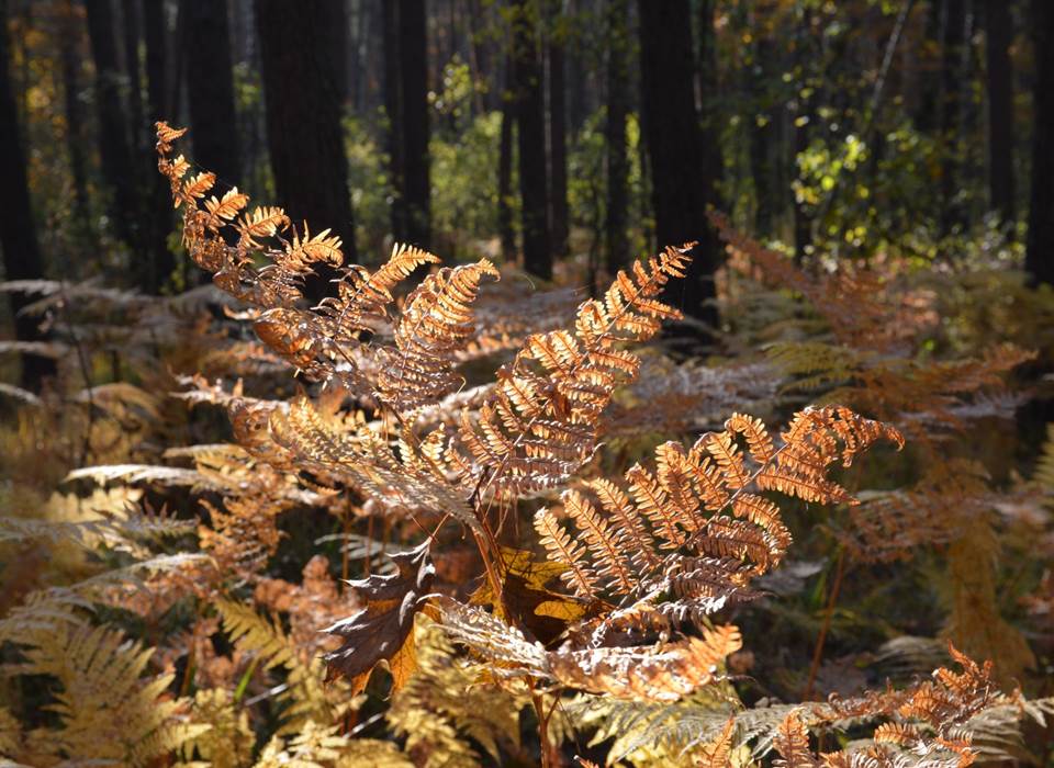 Vacances d'automne