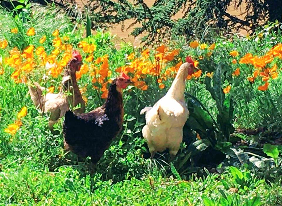 Anna, Dora et Eva, ou quand 3 poules vont au champs ...